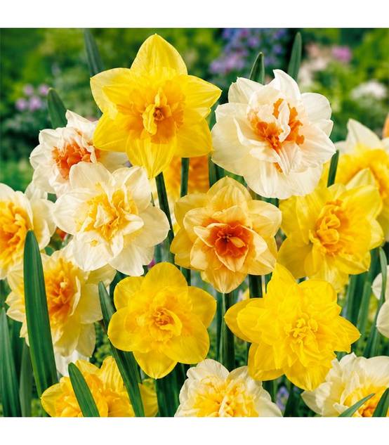 Narcisses doubles Sgaravatti 25 bulbes en mélange, floraison printanière généreuse pour massifs et bouquets - NAR81 - Image 1
