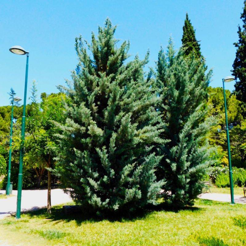 Cyprès de l'Arizona (Cupressus arizonica) - Godet - Taille 20/40cm - Pépinières Naudet
