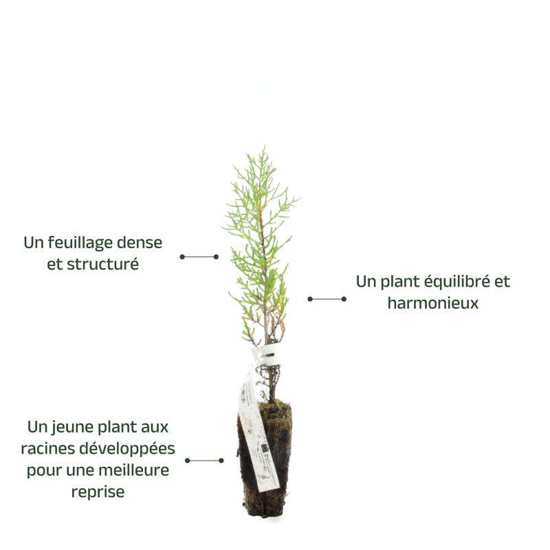 Cyprès de l'Arizona (Cupressus arizonica) - Godet - Taille 20/40cm - Pépinières Naudet - Image 3