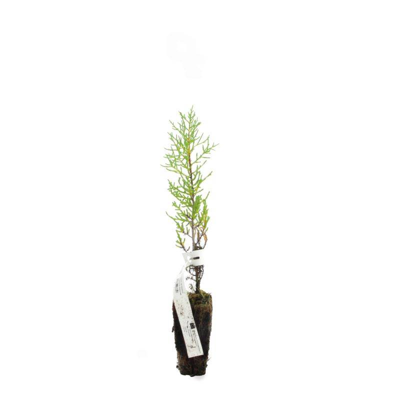 Cyprès de l'Arizona (Cupressus arizonica) - Godet - Taille 20/40cm - Pépinières Naudet - Image 2