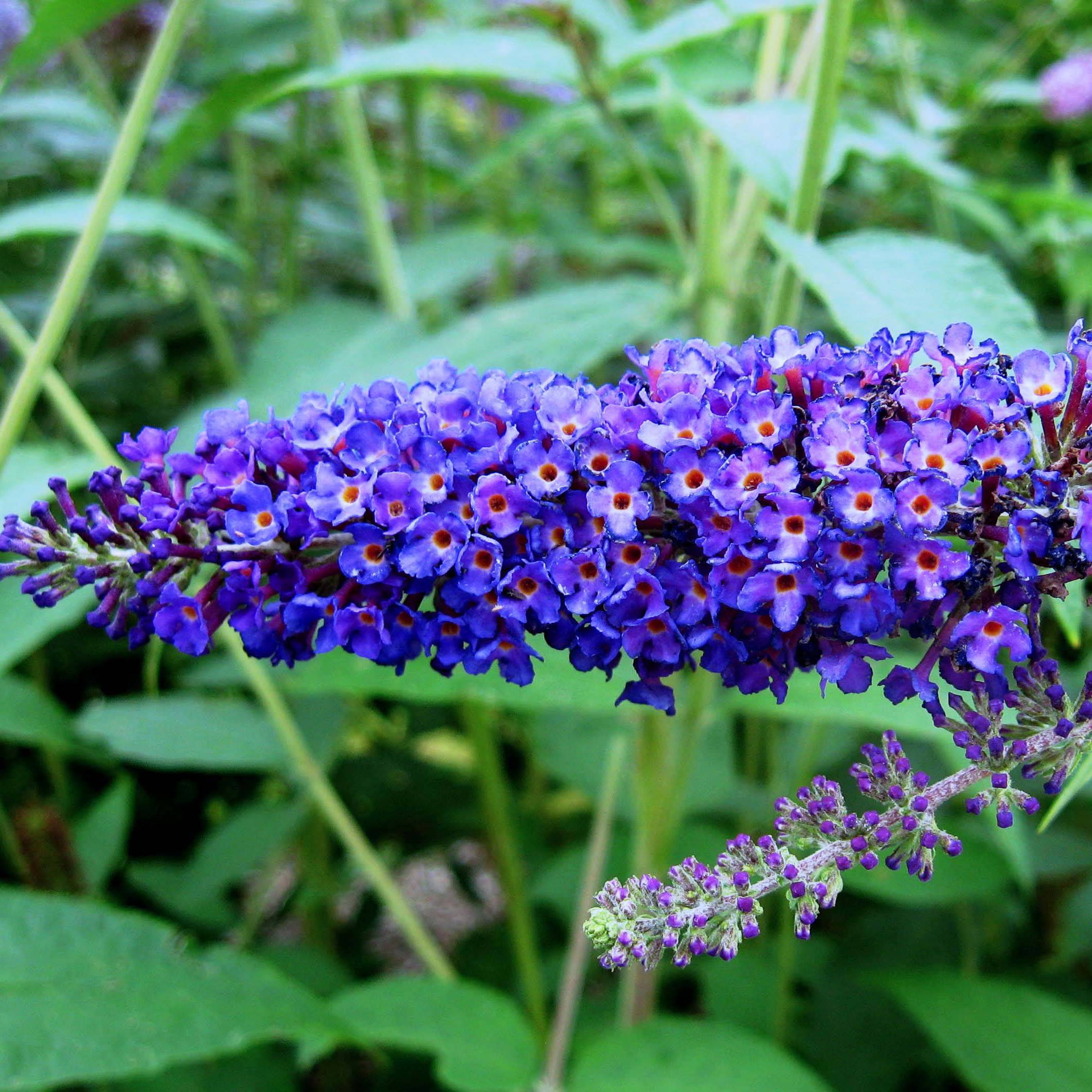 Buddleia Empire Blue - Arbre aux papillons Pot de 2L/3L - Image 1