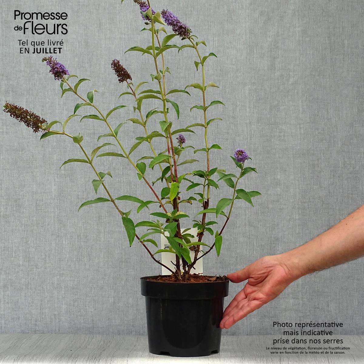 Buddleia Empire Blue - Arbre aux papillons Pot de 2L/3L - Image 2