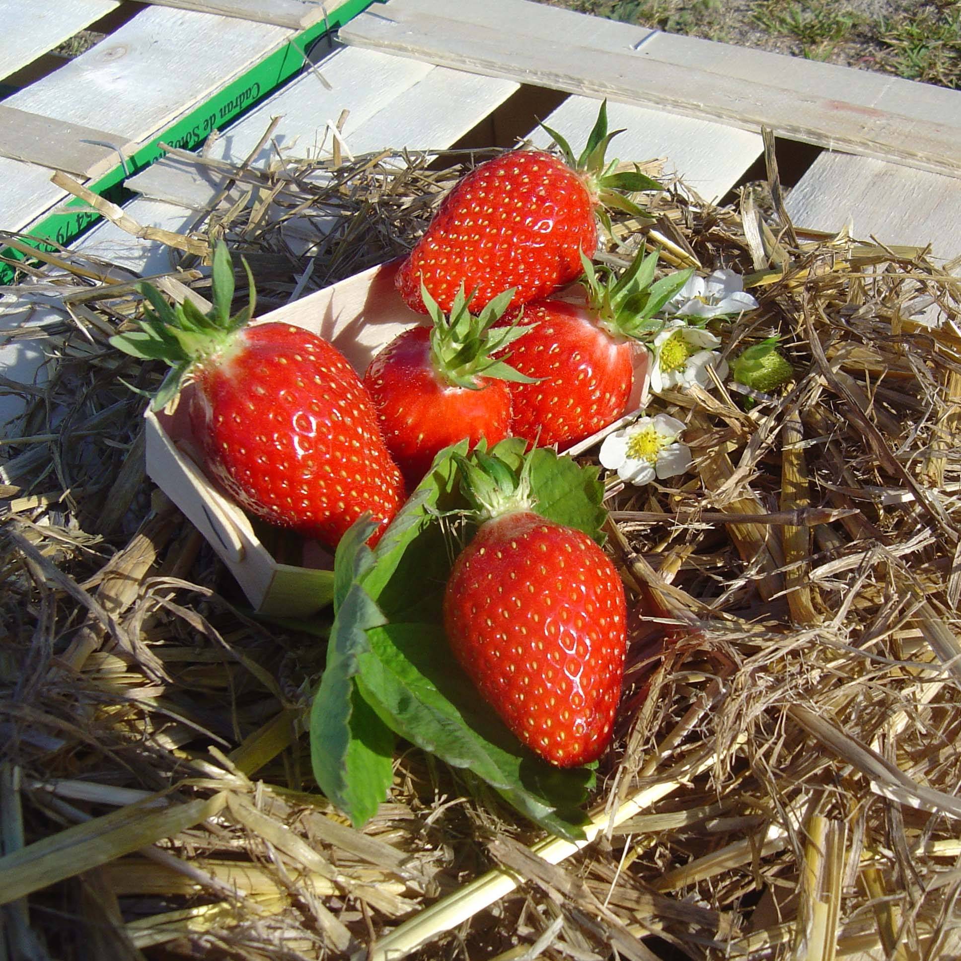 Fraisier Gariguette (non remontant) Bio Motte 5 cm x 7 cm (par 3)