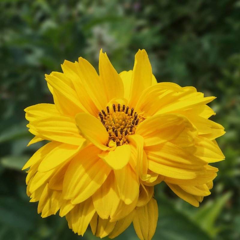 Hélénie Double Trouble, Helenium à fleurs Jaune/ - feuillage Caduc - Godet - 5/20 cm - Image 1
