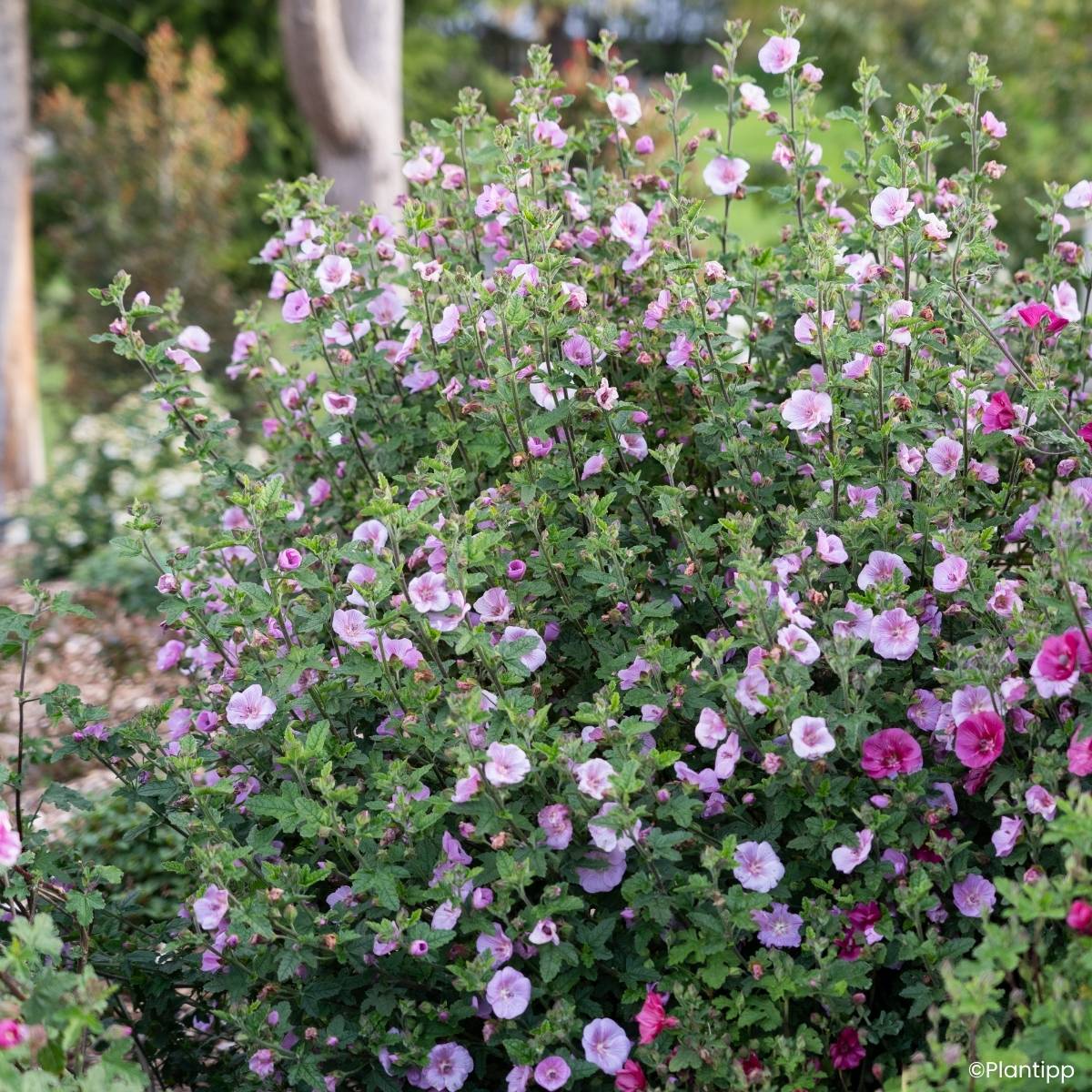 Promesse de Fleurs - Anisodontea Cotton Candy Pink - Mauve du Cap Pot de 3L/4L