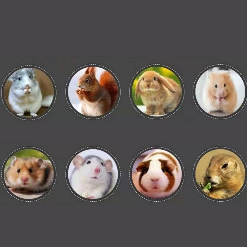 IntiMeg - Pierre dentaire pour petits animaux IntiMeg - Image 5