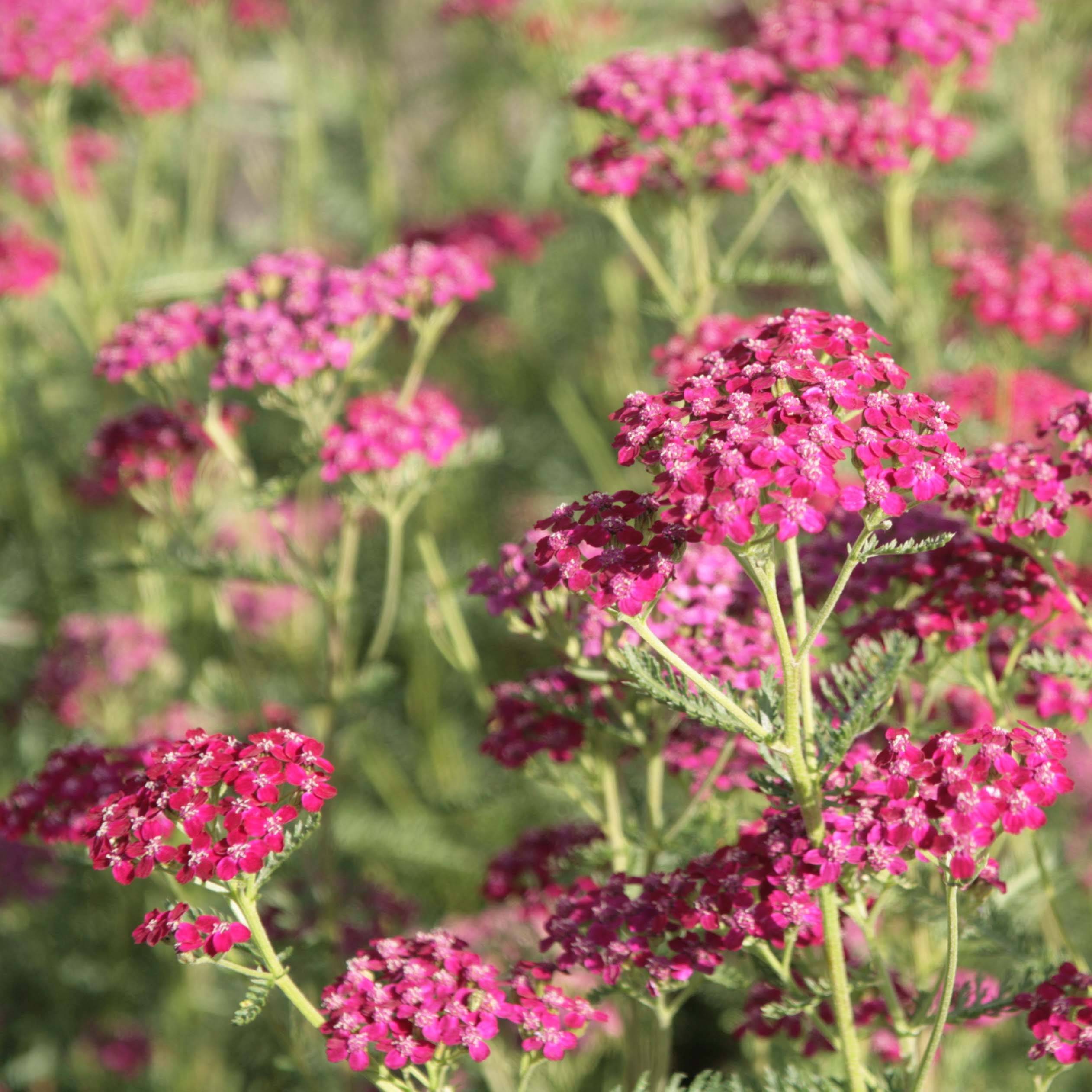 Promesse de Fleurs - Achillée millefeuille Sammetriese Godet de 8/9 cm