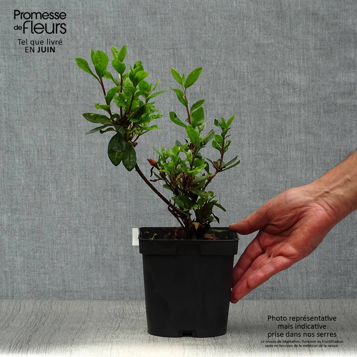 Azalée du Japon Vuyk's Scarlet - Rhododendron hybride. Pot de 2L/3L - Image 2