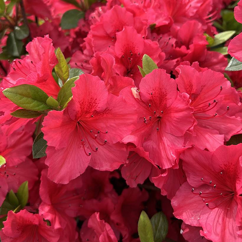 Azalée du Japon Vuyk's Scarlet - Rhododendron hybride. Pot de 2L/3L - Image 1