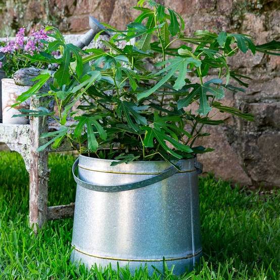 Figuier nain Figality - Ficus carica Pot de 7,5L/10L, Buisson