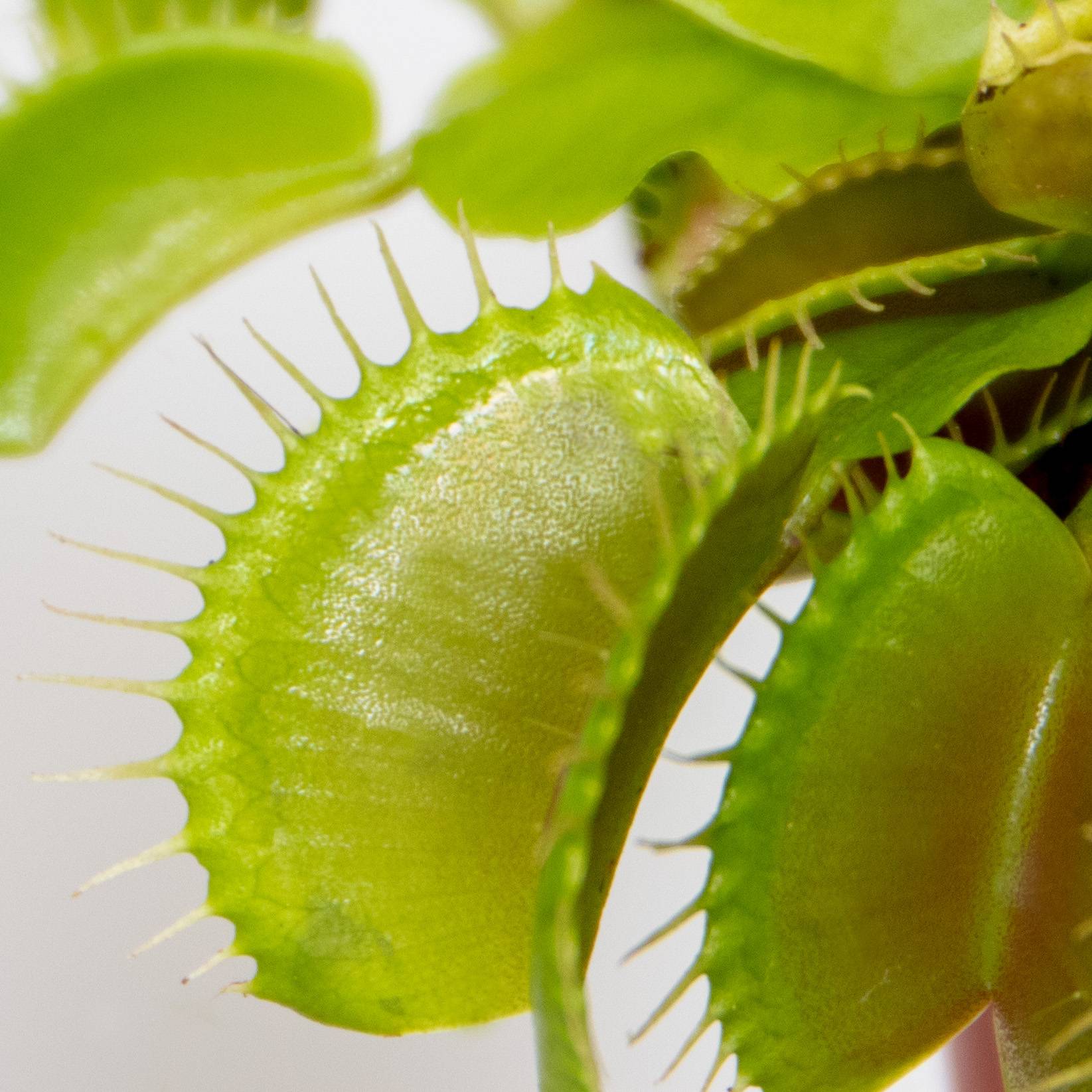 Lot de 2 - Dionaea Muscipula - Plante Carnivore - Facile d’entretien - 05-10 cm - Image 3