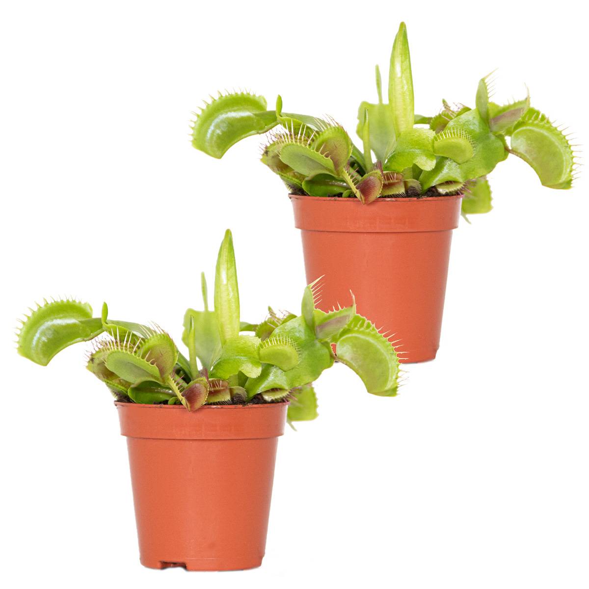 Lot de 2 - Dionaea Muscipula - Plante Carnivore - Facile d’entretien - 05-10 cm - Image 1