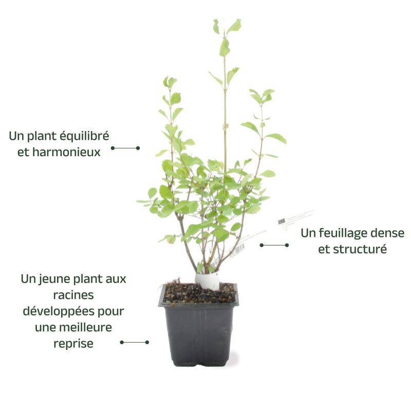 Symphorine 'White Edge' (Symphoricarpos doorenbosii 'White Hedge') - Godet - Taille 20/40cm - Pépinières Naudet - Image 3