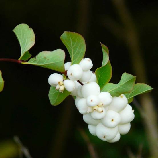 Symphorine 'White Edge' (Symphoricarpos doorenbosii 'White Hedge') - Godet - Taille 20/40cm - Pépinières Naudet - Image 1