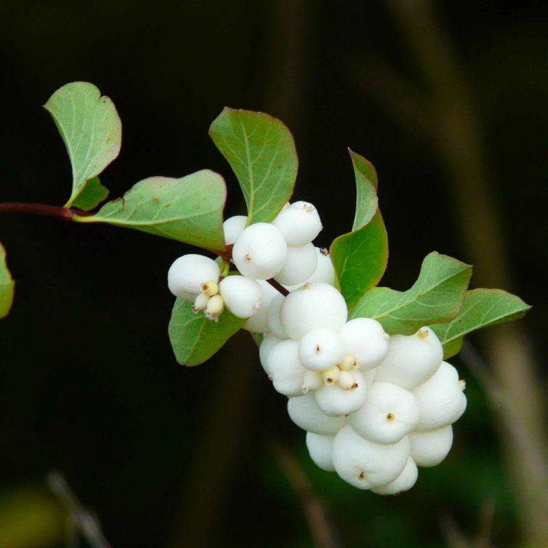 Symphorine 'White Edge' (Symphoricarpos doorenbosii 'White Hedge') - Godet - Taille 20/40cm - Pépinières Naudet