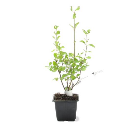 Symphorine 'White Edge' (Symphoricarpos doorenbosii 'White Hedge') - Godet - Taille 20/40cm - Pépinières Naudet - Image 2