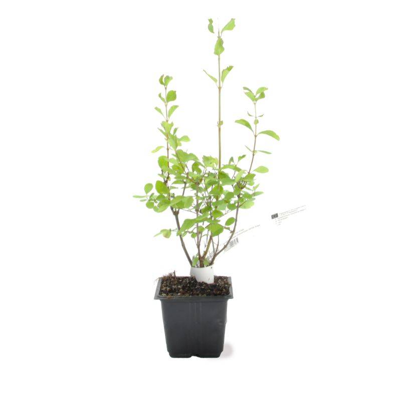 Symphorine 'White Edge' (Symphoricarpos doorenbosii 'White Hedge') - Godet - Taille 20/40cm - Pépinières Naudet - Image 2