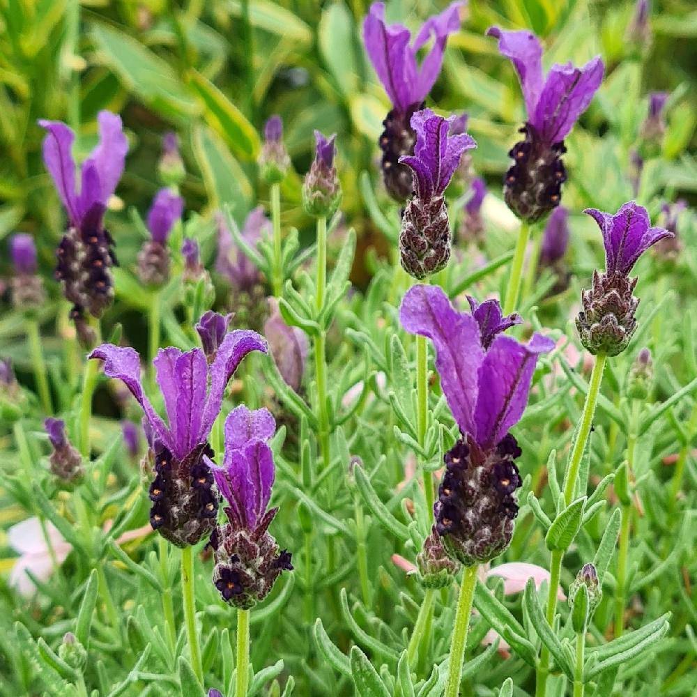 Promesse de Fleurs - Lavandula stoechas Magical Posy Purple Godet de 8/9 cm