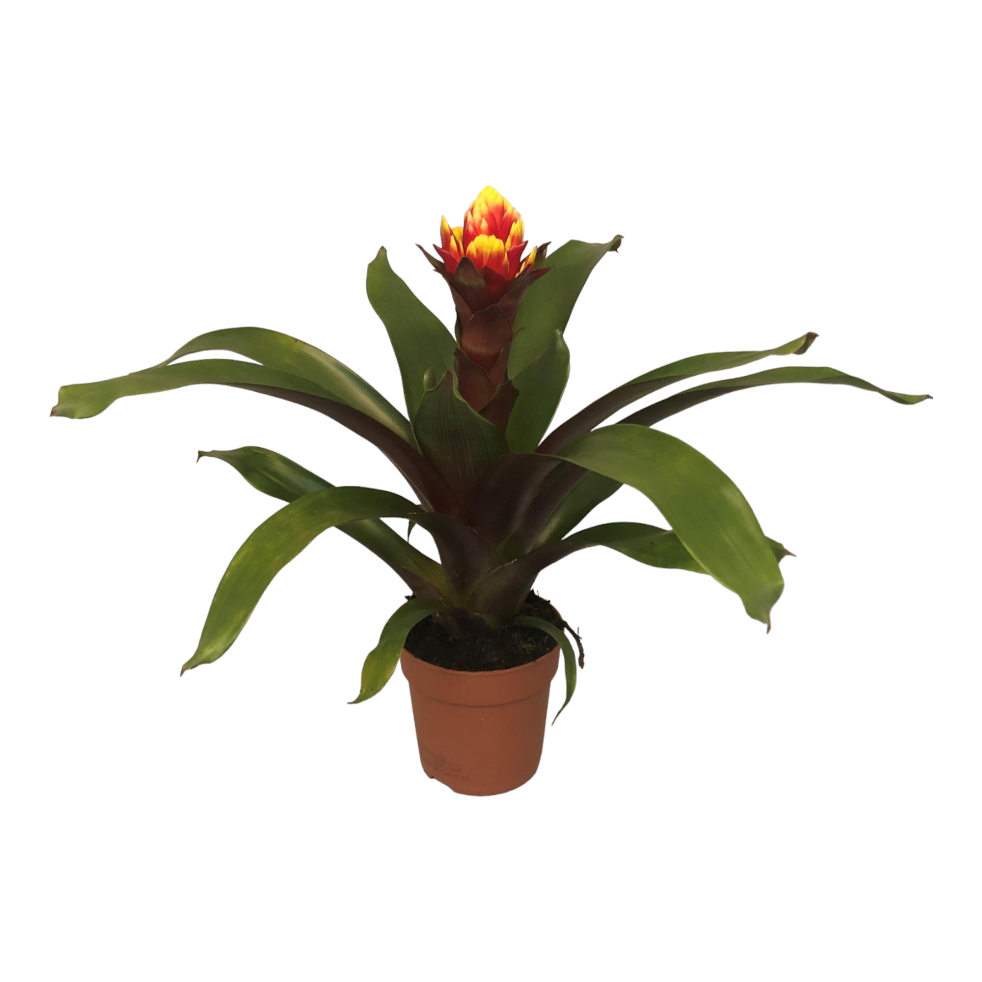 Guzmania Crown 45cm - Plante d'intérieur- La Green Touch - Image 1