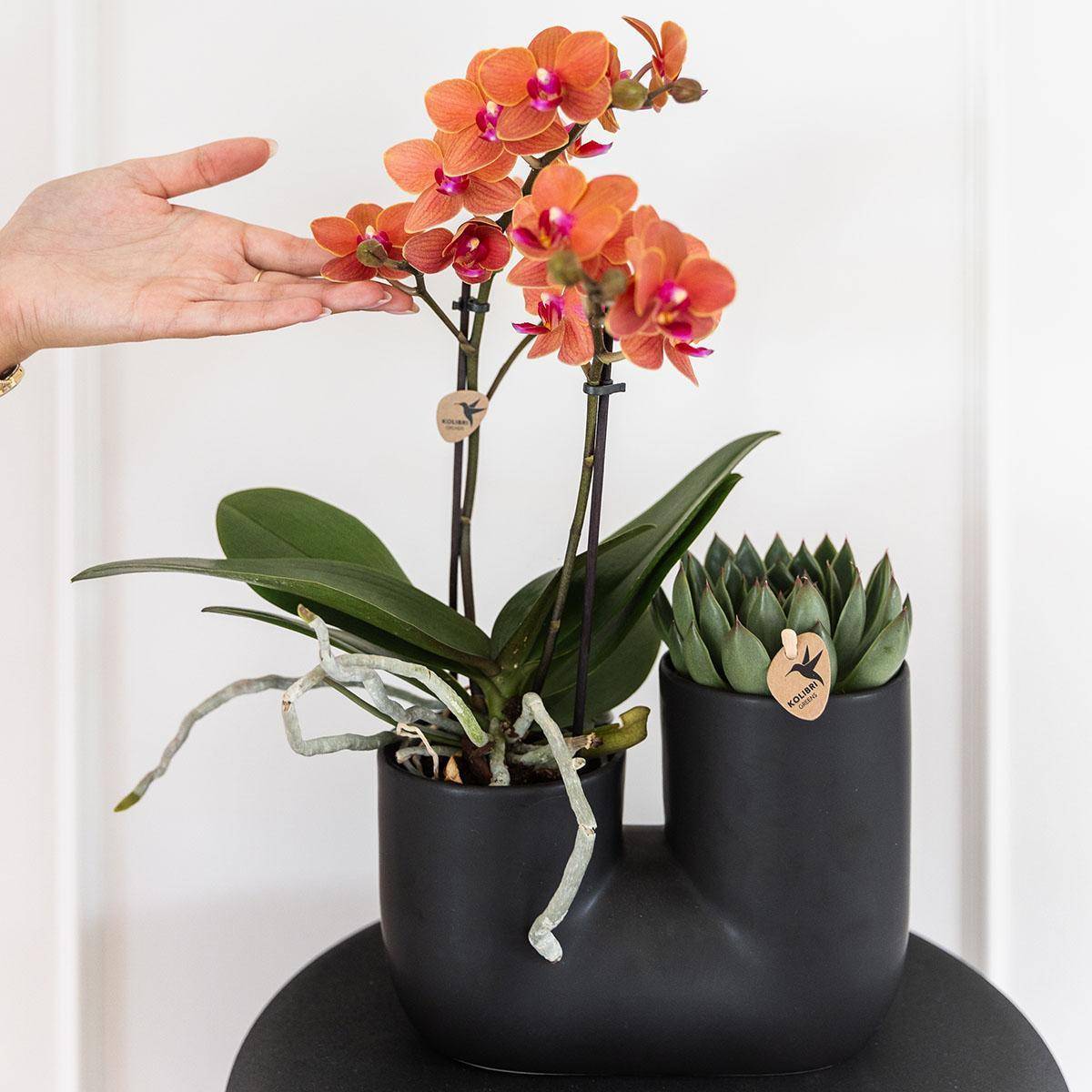 Orchidée et Succulent en Pot Noir Design - H35cm - Image 3