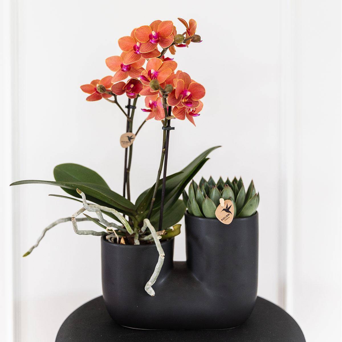 Orchidée et Succulent en Pot Noir Design - H35cm - Image 2