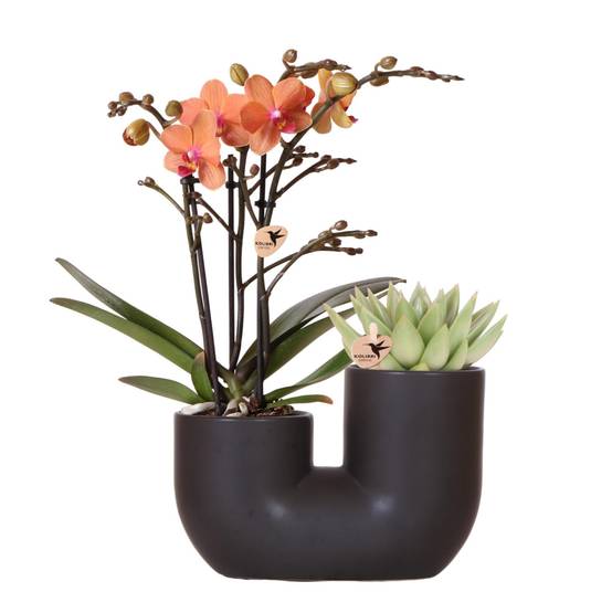 Orchidée et Succulent en Pot Noir Design - H35cm - Image 1