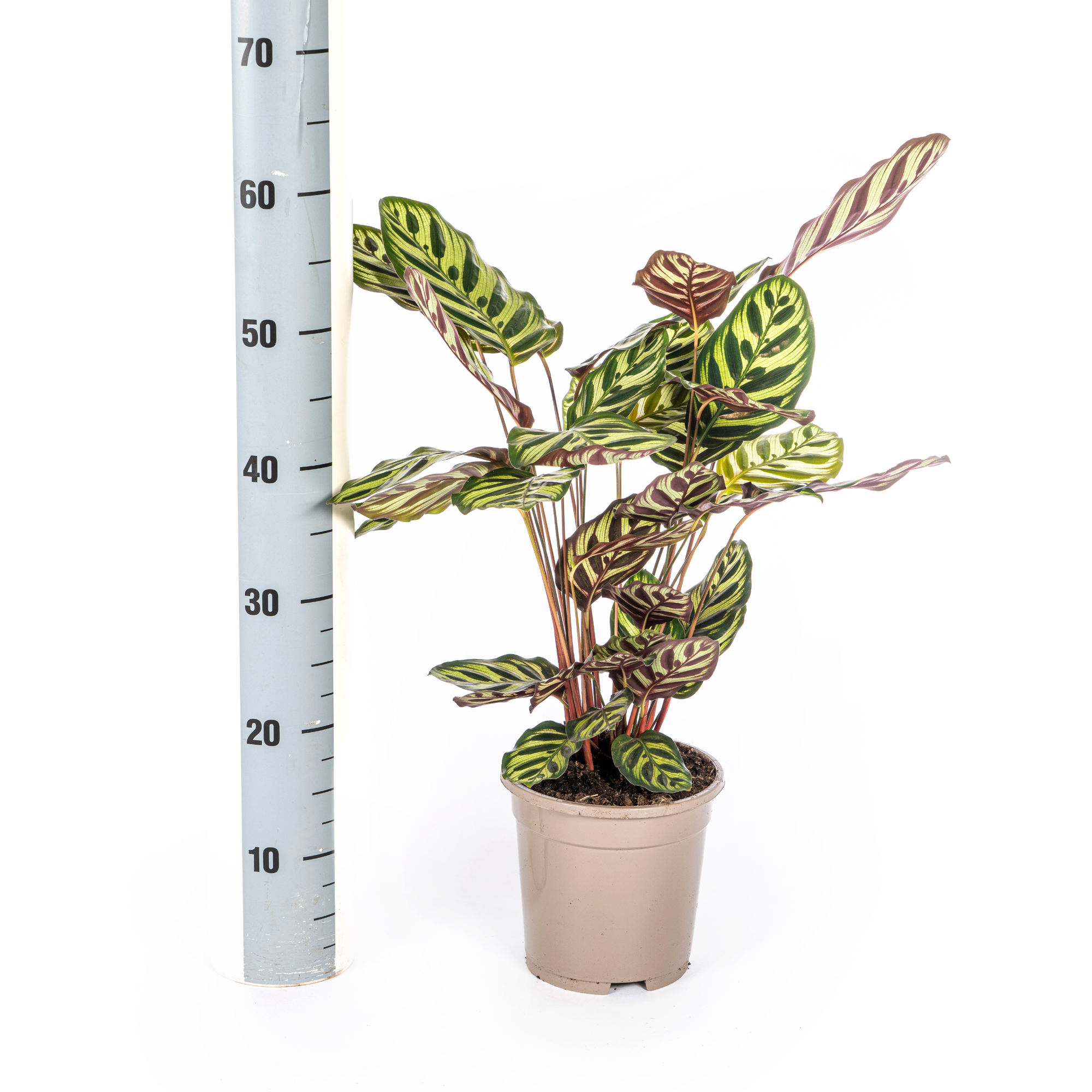 La Green Touch - Calathea Makoyana Ø17 Cm - D17 H40cm - Image 7
