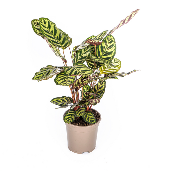 Calathea Makoyana Ø17 Cm - D17 H40cm - Image 2