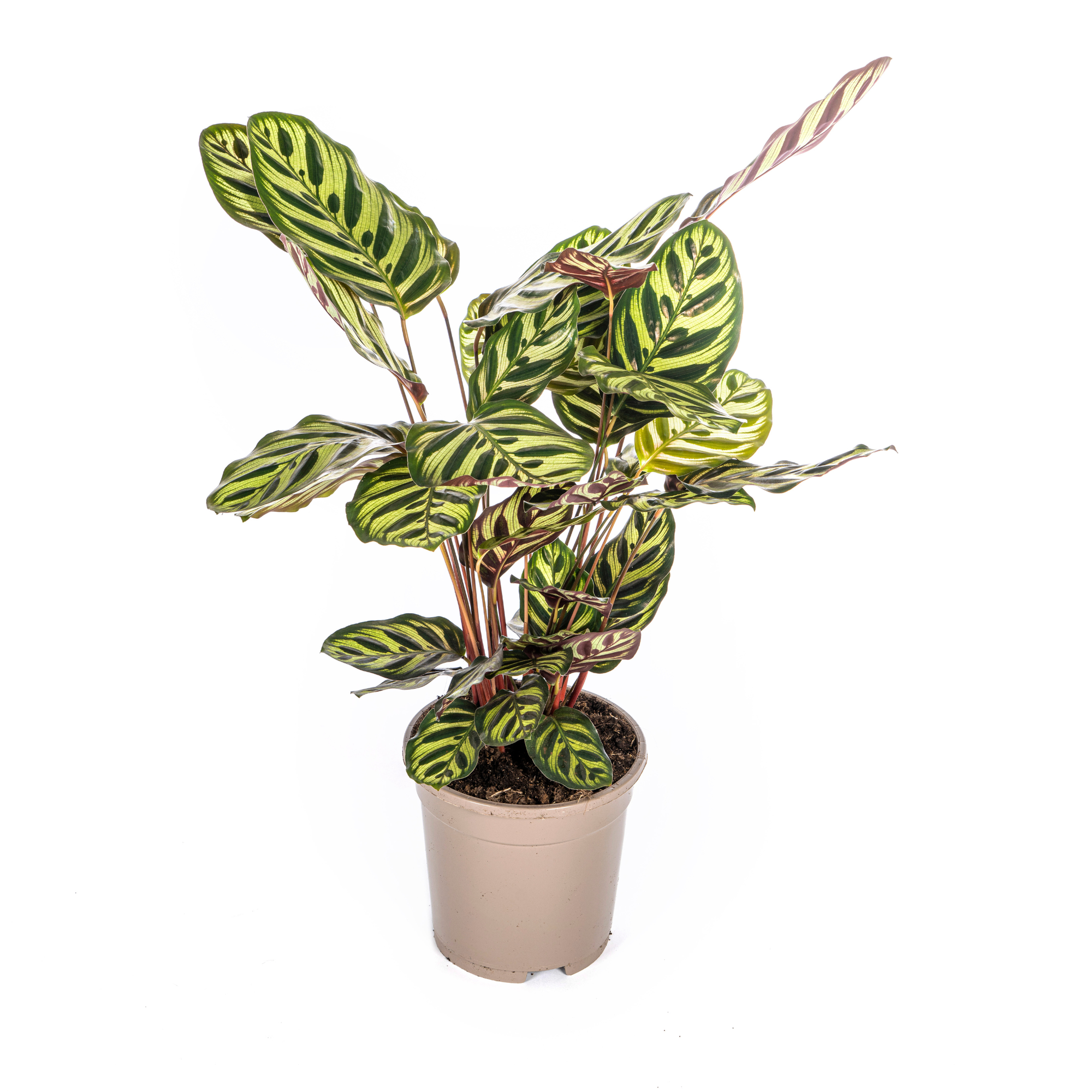 Calathea Makoyana Ø17 Cm - D17 H40cm - Image 2