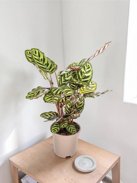 Calathea Makoyana Ø17 Cm - D17 H40cm - Image 1