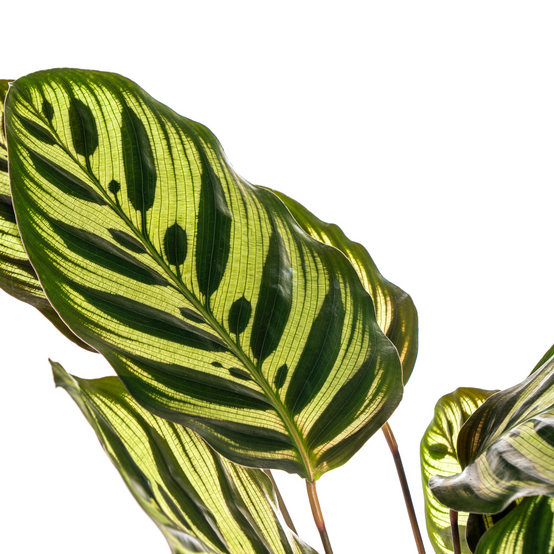 Calathea Makoyana Ø17 Cm - D17 H40cm - Image 4