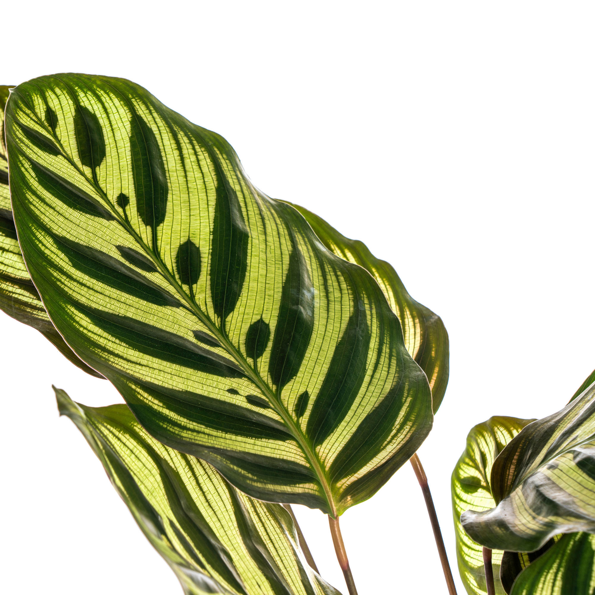 Calathea Makoyana Ø17 Cm - D17 H40cm - Image 4