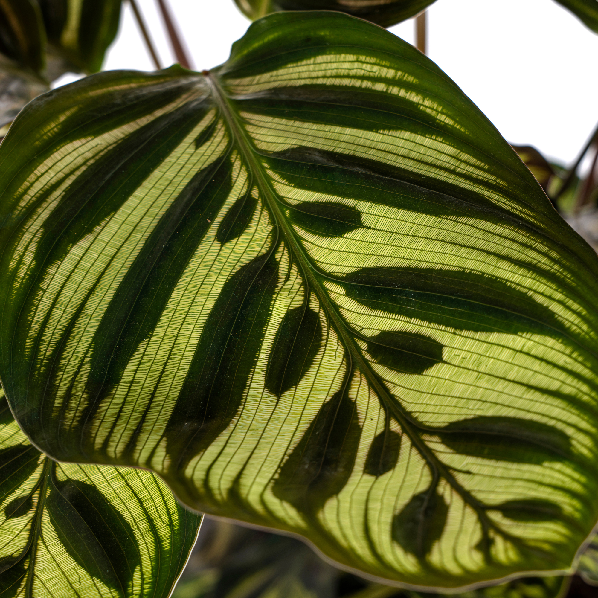 Calathea Makoyana Ø17 Cm - D17 H40cm - Image 5