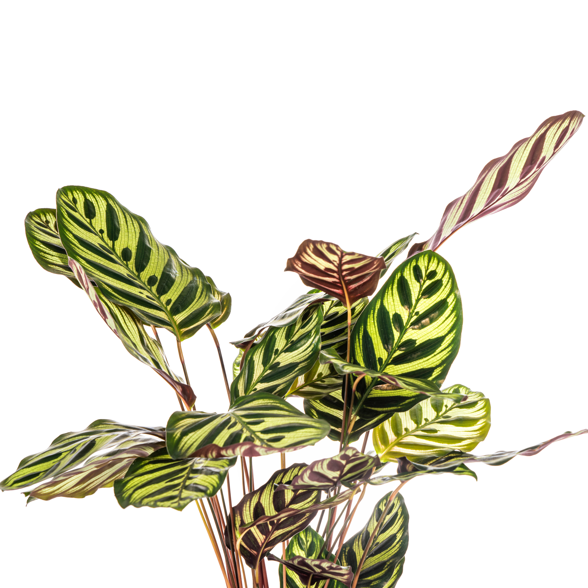 Calathea Makoyana Ø17 Cm - D17 H40cm - Image 3