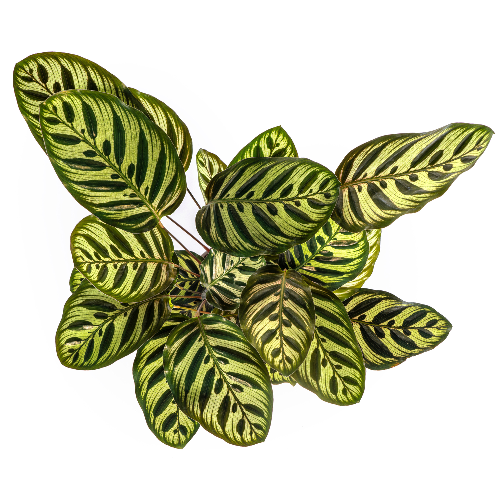 La Green Touch - Calathea Makoyana Ø17 Cm - D17 H40cm - Image 6