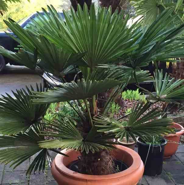 Sans Marque - Trachycarpus wagnerianus (Palmier de chusan, Palmier moulin à vent) Couleur floraison:jaune - Taille:Pot de 110L - Tronc de 160/180cm - 220/250cm - Image 1