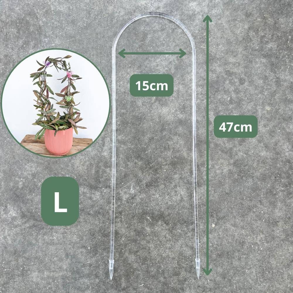 Tuteur Hoya - Tuteur Arche pour Hoya - Support pour plantes grimpantes - S - X5 unités - Image 5