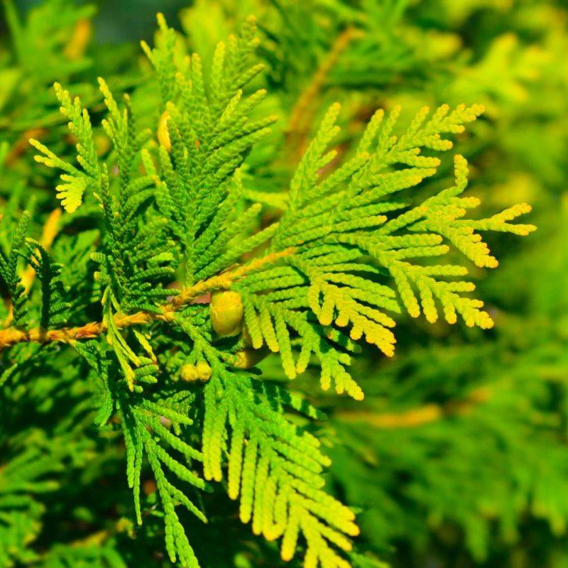 Cyprès de Lawson 'Ivonne' (Chamaecyparis lawsoniana 'Ivonne') - Godet - Taille 20/40cm - Pépinières Naudet