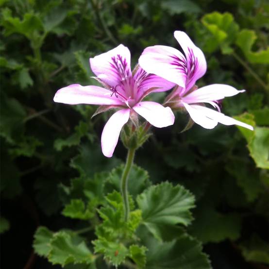 Pelargonium Prince Rupert - Géranium odorant au parfum de citron Godet de 7/8 cm