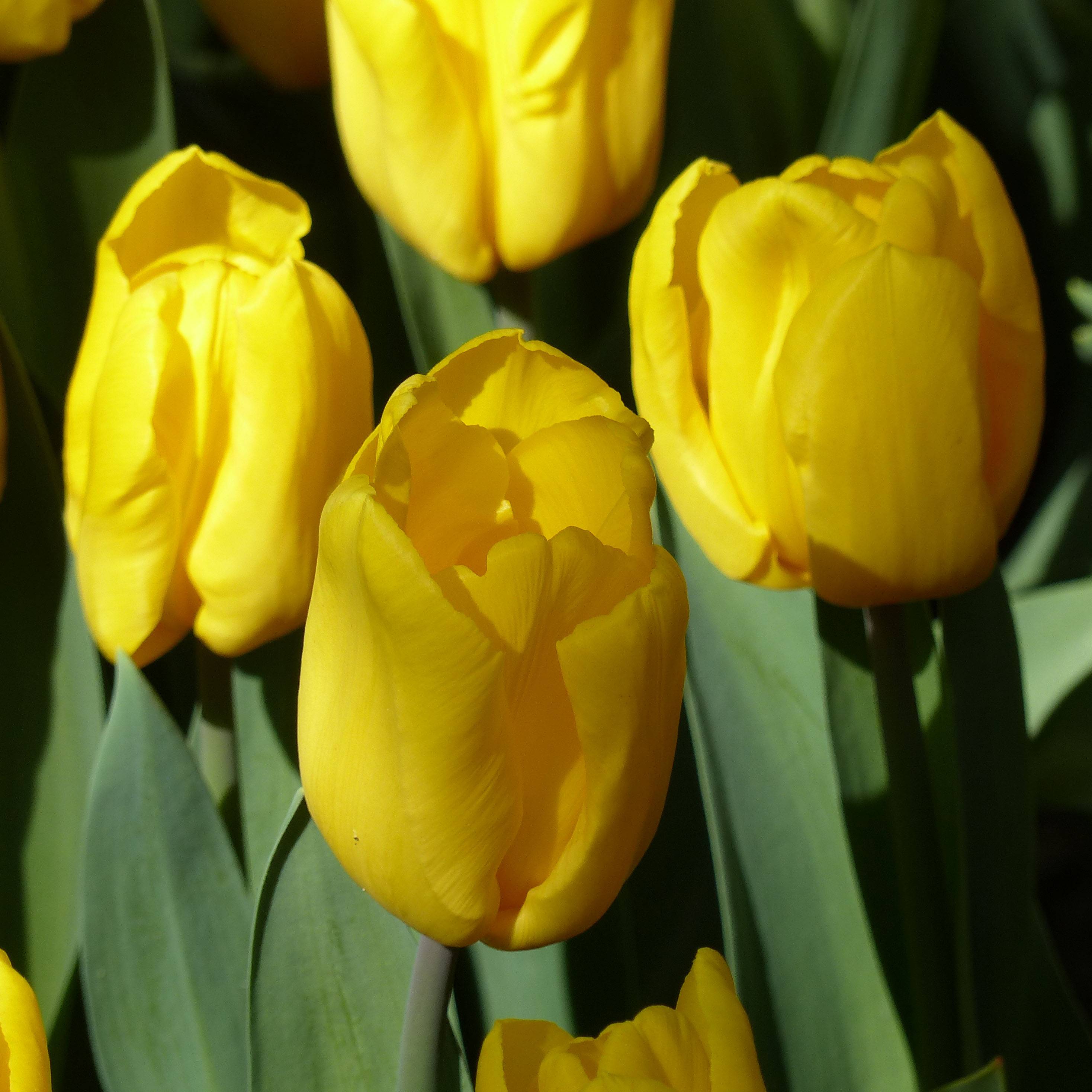 Promesse de Fleurs - Tulipe Triomphe Strong Gold Bulbe calibre 12+ (par 10)