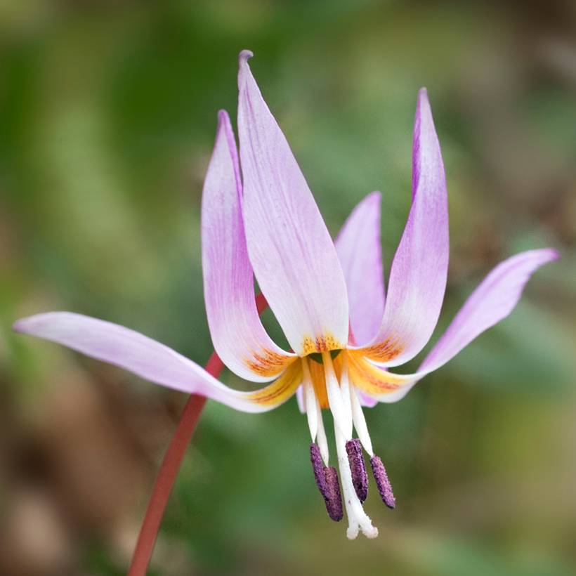 Promesse de Fleurs - Erythronium dens-canis Bulbe calibre I (par 3)
