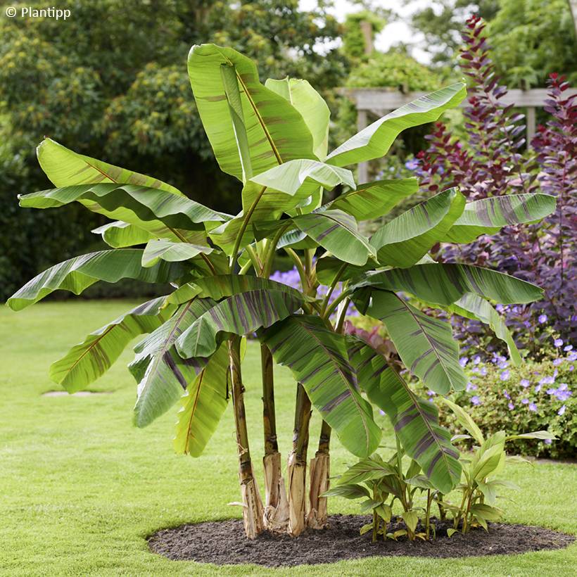 Musa sikkimensis Ever Red - Bananier du Sikkim Pot de 1,5L/2L