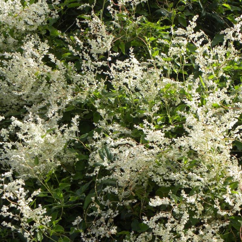 Renouée aubertii, Polygonum à fleurs Blanche - feuillage Caduc - Pot de 1,5L - Tuteur bambou 30/60 cm-  hauteur à maturité De 5,00 m à 10,00 m - Image 4