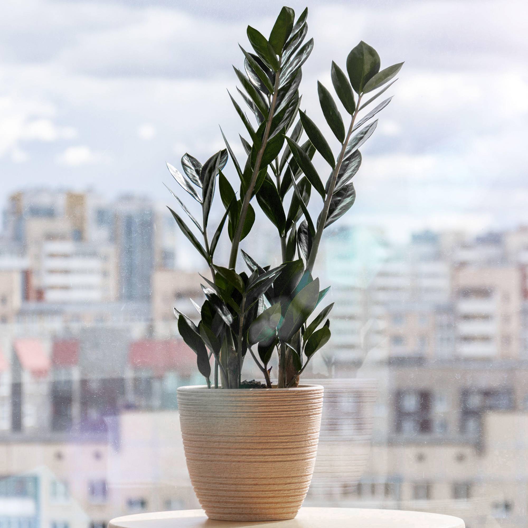 Gardenersdream - Zamioculcas "Raven" - Plante Zz Noire | De 30 À 40 Cm En Pot | Plantes D'Intérieur - GardenersDream - Image 1