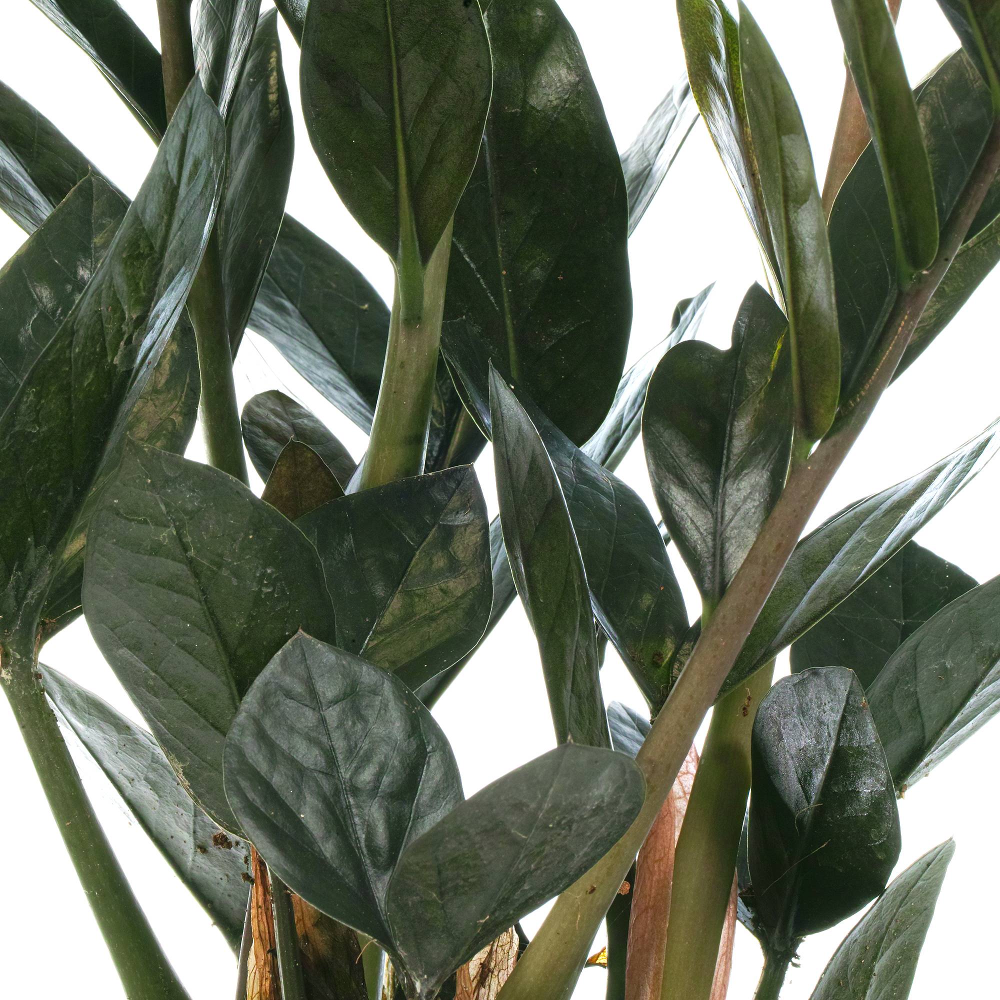 Gardenersdream - Zamioculcas "Raven" - Plante Zz Noire | De 30 À 40 Cm En Pot | Plantes D'Intérieur - GardenersDream - Image 3