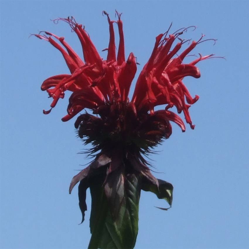 Monarde Jacob Cline - Bergamote rouge Godet de 8/9 cm