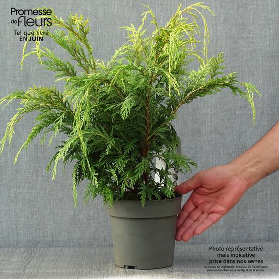 Chamaecyparis lawsoniana Sunkist - Cyprès de Lawson nain Pot de 2L/3L - Image 2