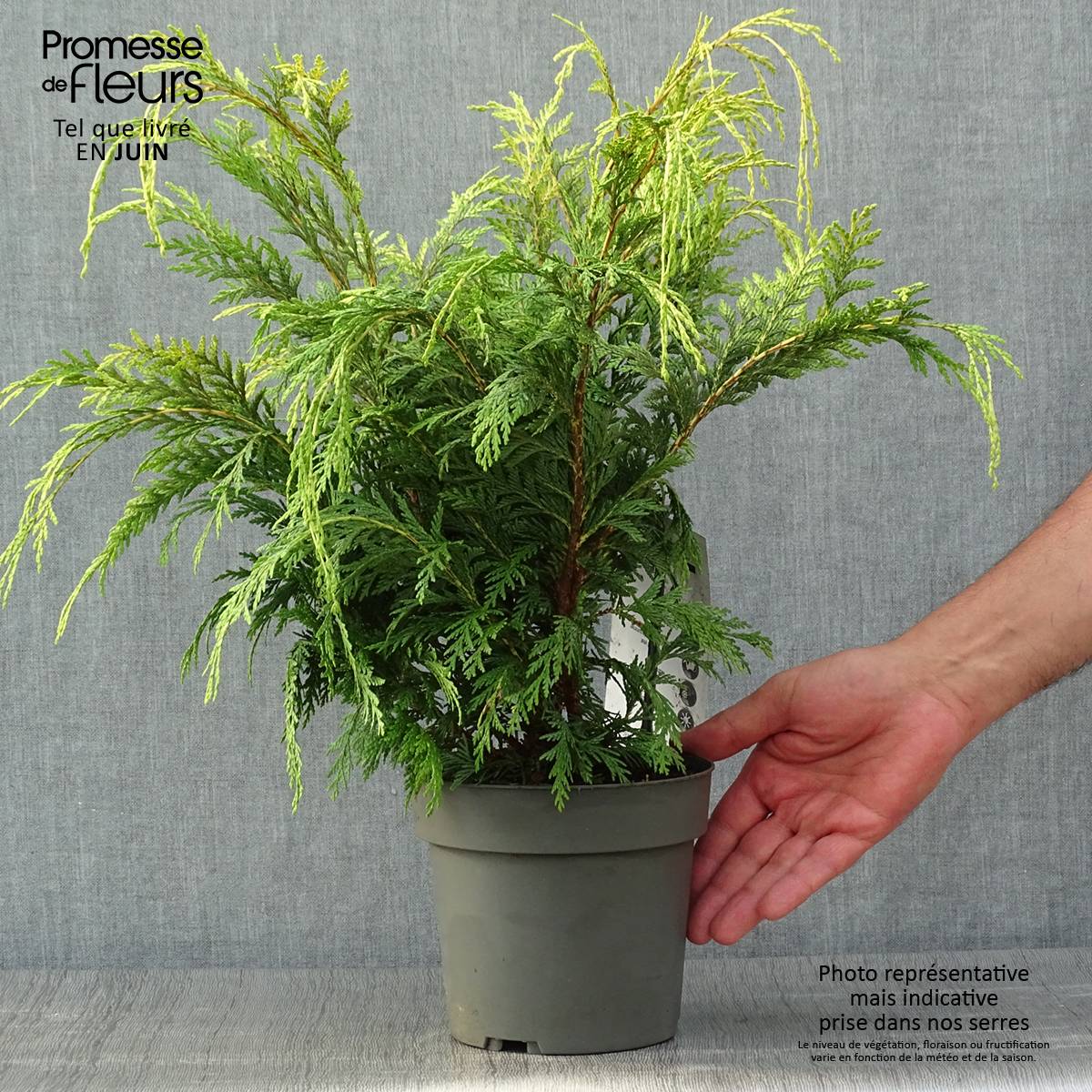 Chamaecyparis lawsoniana Sunkist - Cyprès de Lawson nain Pot de 2L/3L - Image 2