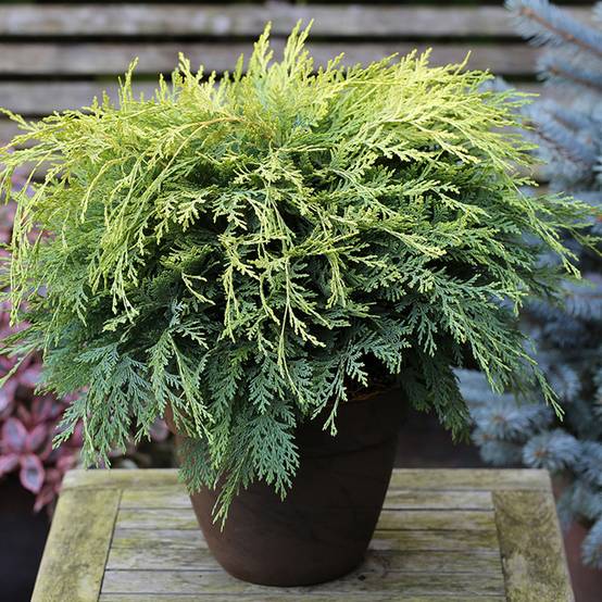 Chamaecyparis lawsoniana Sunkist - Cyprès de Lawson nain Pot de 2L/3L - Image 1