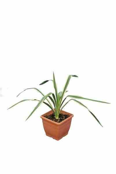 0 - Yucca filamentosa (Yucca filamenteux) Pot de 8 litres - 60/80 cm - Image 1